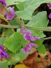 Salvia purpurea