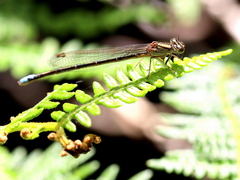 Pseudagrion draconis