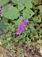 Salvia purpurea