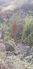 Rumex stenophyllus