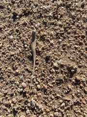 Meroles suborbitalis