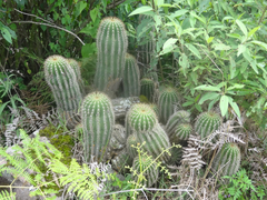 Trichocereus schickendantzii