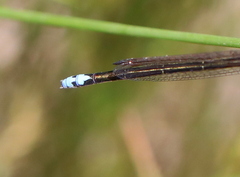 Pseudagrion draconis