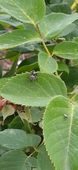 Phiale roburifoliata