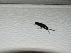Elateridae