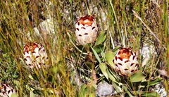 Protea speciosa
