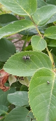 Phiale roburifoliata