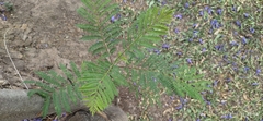 Jacaranda mimosifolia