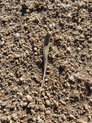 Meroles suborbitalis