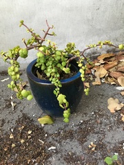 Portulacaria