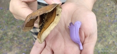 Jacaranda mimosifolia