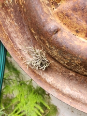 Tillandsia capillaris