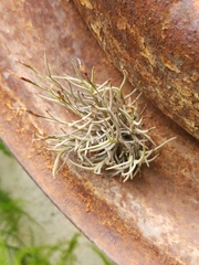 Tillandsia capillaris