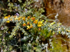 Aspalathus acanthophylla