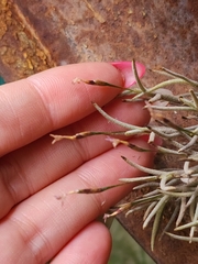 Tillandsia capillaris