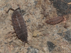 Porcellionides sexfasciatus