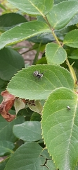 Phiale roburifoliata