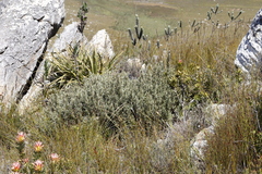 Grubbia tomentosa