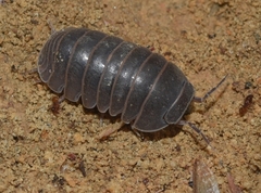 Armadillo officinalis
