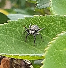 Phiale roburifoliata