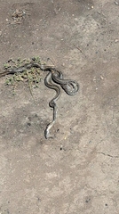 Philodryas chamissonis