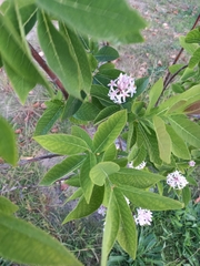 Dais cotinifolia