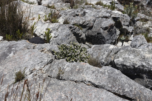 Image of Kogelbergia verticillata by (c) Tony Rebelo, some rights reserved (CC BY-SA)