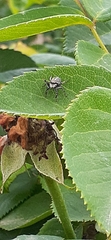 Phiale roburifoliata