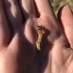 Cicindelinae