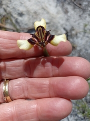 Moraea lurida