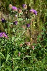 Centaurea phrygia pseudophrygia