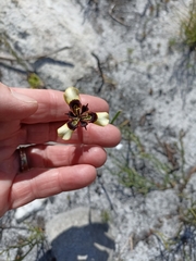 Moraea lurida