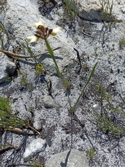 Moraea lurida