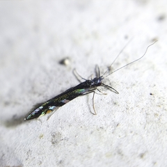 Nectopsyche splendida