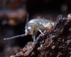Tomoceridae