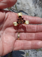 Moraea lurida