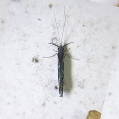 Nectopsyche splendida