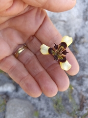 Moraea lurida