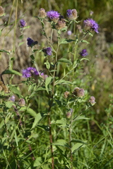 Centaurea phrygia pseudophrygia