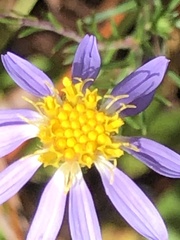 Ionactis linariifolia