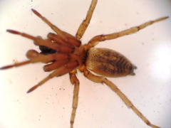Haplodrassus