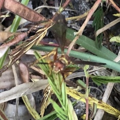 Polistes exclamans