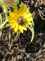 Melissodes dentiventris