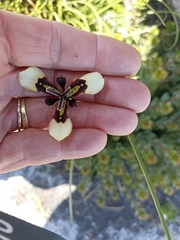 Moraea lurida