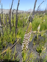 Disa obtusa hottentotica