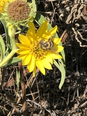 Melissodes dentiventris