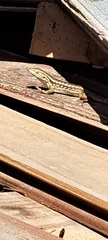 Liolaemus chiliensis
