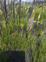 Disa obtusa hottentotica