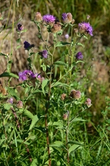Centaurea phrygia pseudophrygia