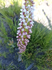 Disa obtusa hottentotica
